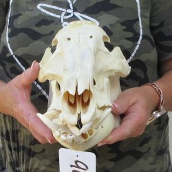 13-1/2" African Bushpig Skull 