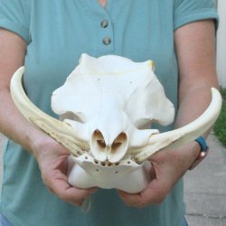 African Warthog Skull with 9" Ivory Tusks 