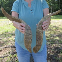  Two piece 23 and 24-1/2 inch Jumbo Goat Horns 