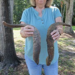  Two piece 30 and 27 inch Jumbo Goat Horns 