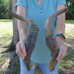 Two piece 23-1/2 and 24-1/2 inch Jumbo Goat Horns 