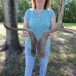  Two piece 25 and 27 inch Jumbo Goat Horns 