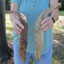  Two piece 22-1/2 and 23-1/2 inch Jumbo Goat Horns 