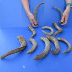 Ten piece 7-1/2 to 13-1/2 inch Goat Horns from Africa 