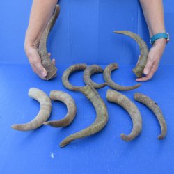 Ten piece 10 to 13 inch Goat Horns from Africa 