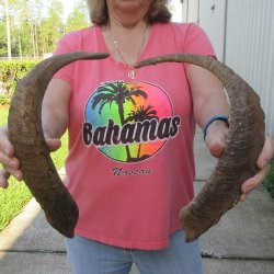  Two piece 21 and 24 inch Large Goat Horns 