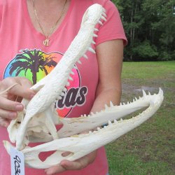  Real 13 inch Florida Alligator Skull