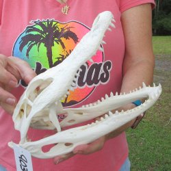  Real 10 inch Florida Alligator Skull