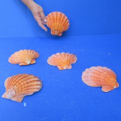 Five piece 5-6 inch Orange Lion Paw shells 