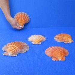Five piece 5-6 inch Orange Lion Paw shells 