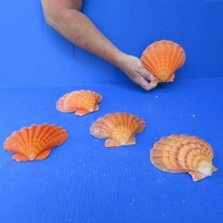 Five piece 5-6 inch Orange Lion Paw shells 