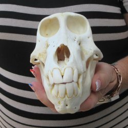 7" Slight B-Grade Female Baboon Skull  (CITES P-000044854)