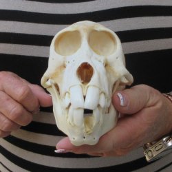 B-Grade 6-1/4" Juvenile Baboon Skull (CITES P-000044854)