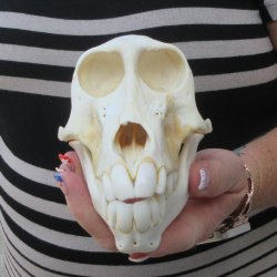 6-1/4" Slight B-Grade Female Baboon Skull  (CITES P-000044854)