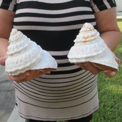 Two piece Wavy Top Shells 5-6"