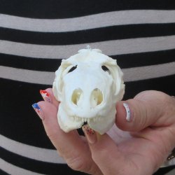 A-Grade Iguana Skull 3-3/4"