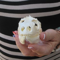 A-Grade Iguana Skull 3-3/4"