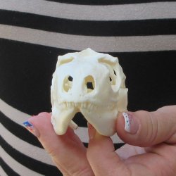 A-Grade Iguana Skull 3-3/4"