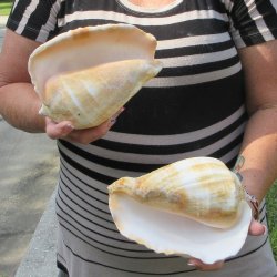 Two piece Eastern Pacific Giant Conch shells, 7"