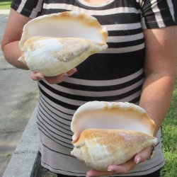Two piece Eastern Pacific Giant Conch shells, 8"