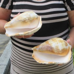 Two piece Eastern Pacific Giant Conch shells, 7"