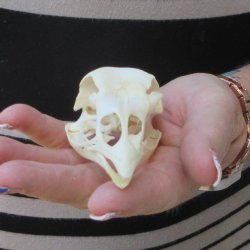 A-Grade Turkey Skull 4 inches long