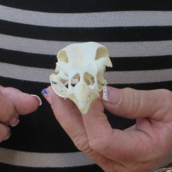 A-Grade Turkey Skull 4-1/2 inches long