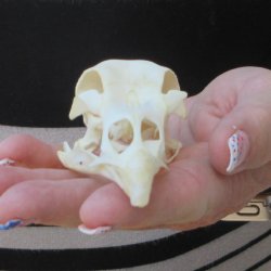 A-Grade Turkey Skull 4-1/4 inches long