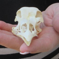 A-Grade Turkey Skull 4 inches long