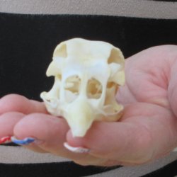 A-Grade Turkey Skull 4 inches long