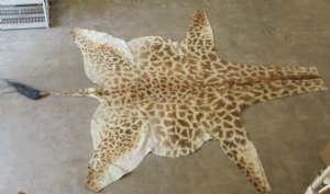 Real Giraffe Hide, Giraffe Hide Rug