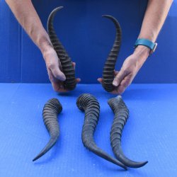 Five piece 9 to 12-1/2 Inch Male Springbok Horns