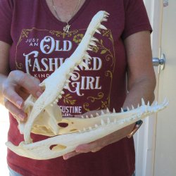 12 inches Authentic Nile Crocodile Skull (Cites #P000044854)