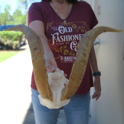 Goat Skull Plate with 16" Horns 