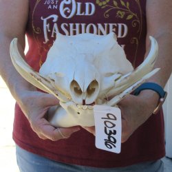 B-Grade 14" African Warthog Skull with 7" Ivory Tusks 