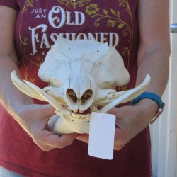 B-Grade 13" African Warthog Skull with 6" Ivory Tusks 
