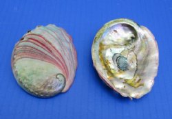 3 to 4 inches Red Abalone Shells Wholesale - 12 pcs @ $2.25 each; 48 pcs @ $2.00 each