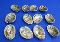 3 to 4 inches Red Abalone Shells Wholesale - 12 pcs @ $2.25 each; 48 pcs @ $2.00 each