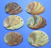 4 to 4-3/4 inches Red Abalone Shells Wholesale with clear coating and natural imperfections - Packed: 3 pcs @ $4.50 each ; Packed: 12 pcs @ $3.90 each