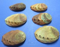 4 to 4-3/4 inches Red Abalone Shells Wholesale - 3 pcs @ $3.85 each ; 12 pcs @ $3.45 each