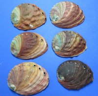 5 to 5-3/4 inches Red Abalone Shells Wholesale -  2 @ $8.80 each; 6 @ $7.70 each  