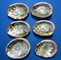 5 to 5-3/4 inches Red Abalone Shells Wholesale -  2 @ $8.80 each; 6 @ $7.70 each  