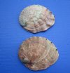 Wholesale red abalone shells,  commercial grade with natural imperfections, 7 to 7-3/4 inches - Pack of 2 @ $15.00 each;  Pack of 6 @ $13.50 each