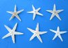 Wholesale Philippine White Flat Starfish in Bulk 1 to 2 inches - Pack of 100 @ .08 each; Pack of 1000 @ .07 each