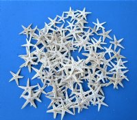 Wholesale Philippine White Flat Starfish 1 to 2 inches - 100 pcs @ .08 each; 1000 pcs @ .07 each