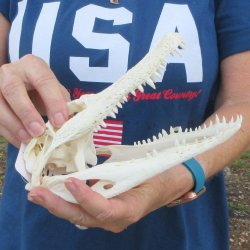 8-1/2" B-Grade Alligator Skull 