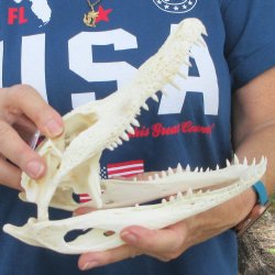 9" Alligator Skull 