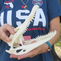 9" B-Grade Alligator Skull 