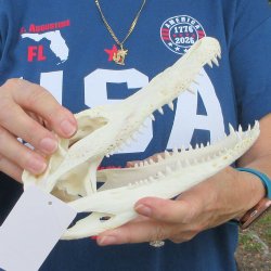 9-1/2" B-Grade Alligator Skull 