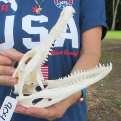 9" B-Grade Alligator Skull 